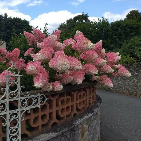 Hydrangea paniculata Flower