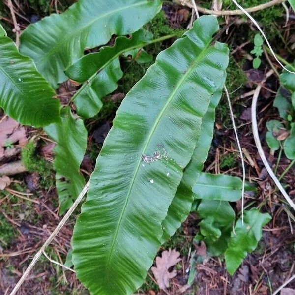 Asplenium scolopendrium Leht