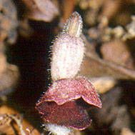 Aristolochia serpentaria Flower