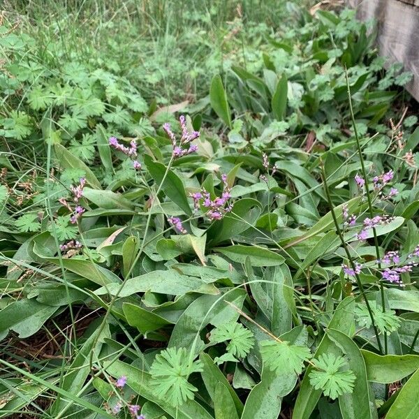 Limonium vulgare Flower