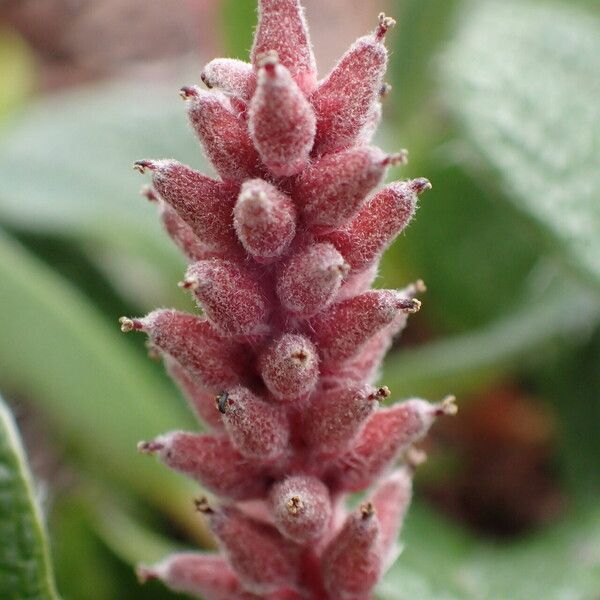 Salix reticulata Fruct