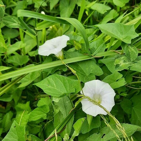 Ipomoea lacunosa Cvet