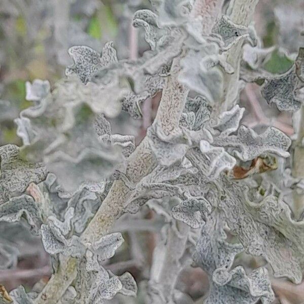 Anvillea garcinii Bark