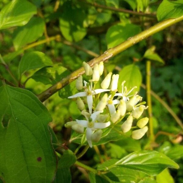 Cornus sanguinea Cvet