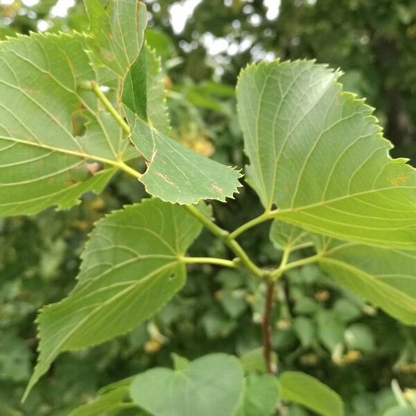 Tilia miqueliana पत्ता