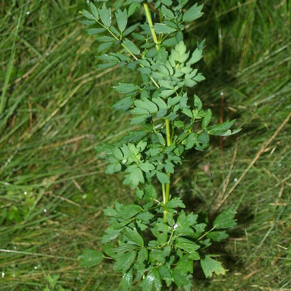 Thalictrum simplex Leaf