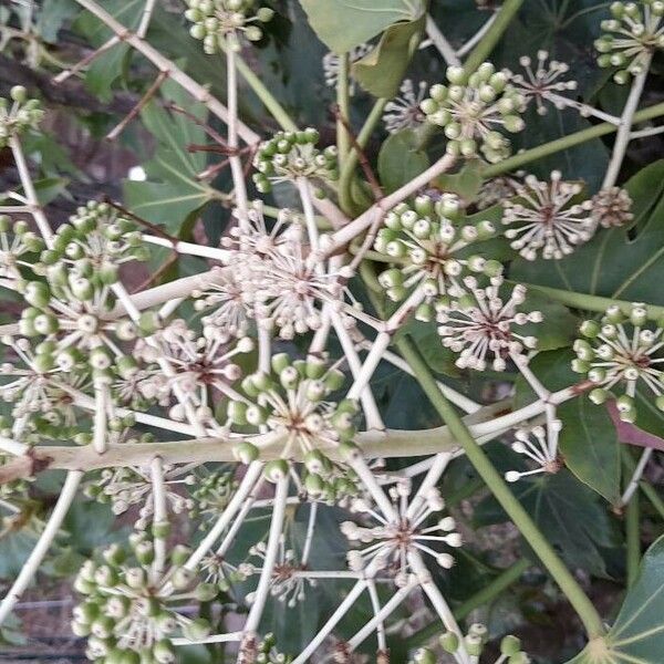 Fatsia japonica Plod