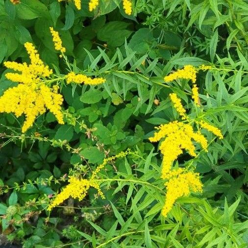 Solidago canadensis Blüte