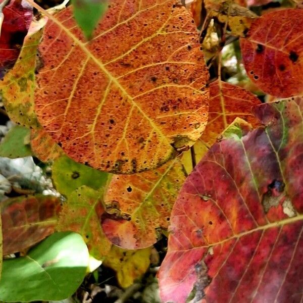 Cotinus obovatus পাতা