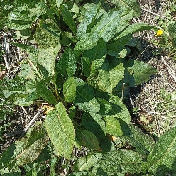 Rumex x pratensis Foglia