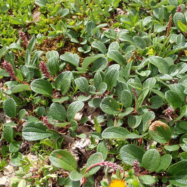 Salix reticulata Habitus