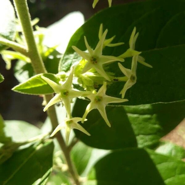 Cestrum nocturnum Flower