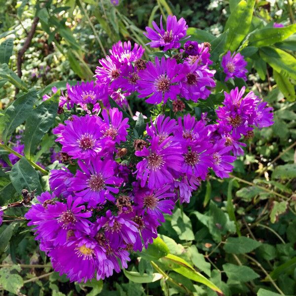 Aster amellus Other