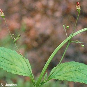 Scrophularia marilandica Vekstform