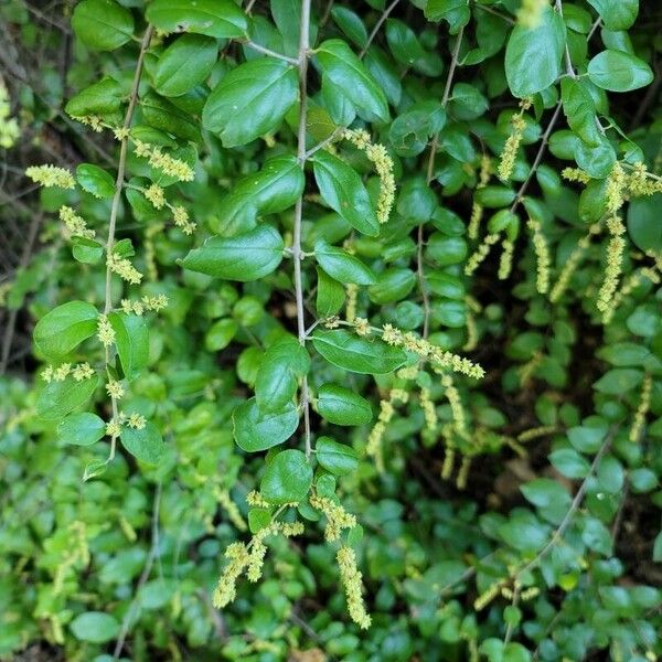 Ligustrum sinense पत्ता