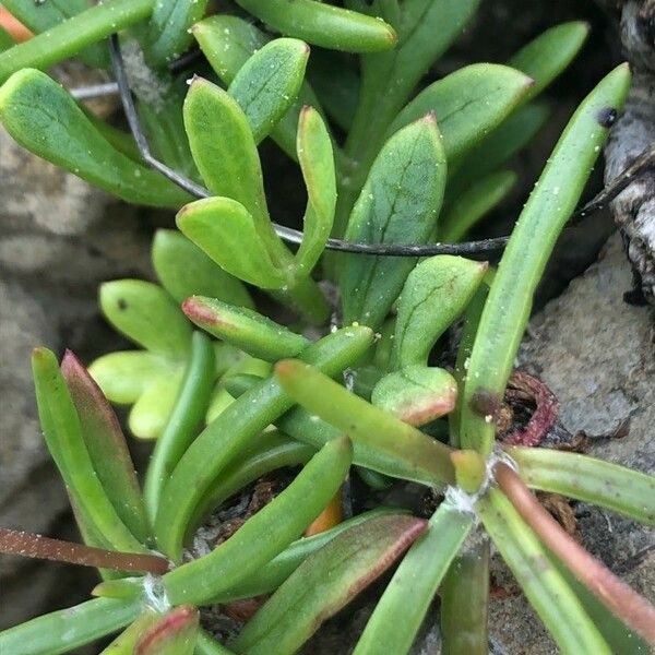 Plantago maritima Deilen