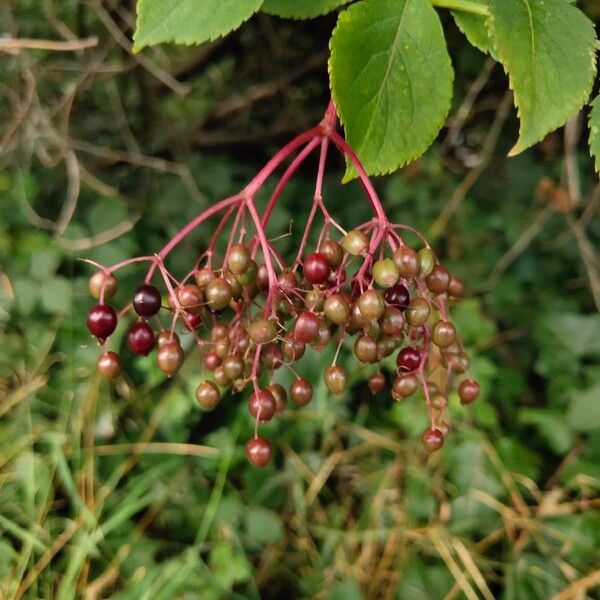 Sambucus nigra Fruto