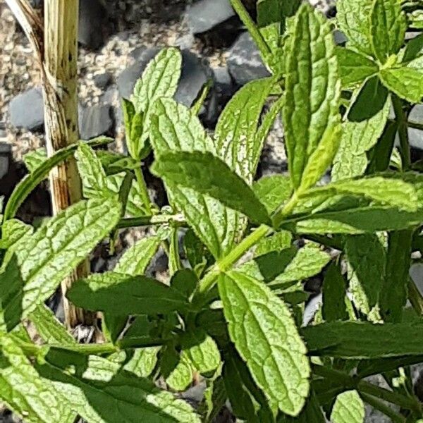 Stachys recta Leaf