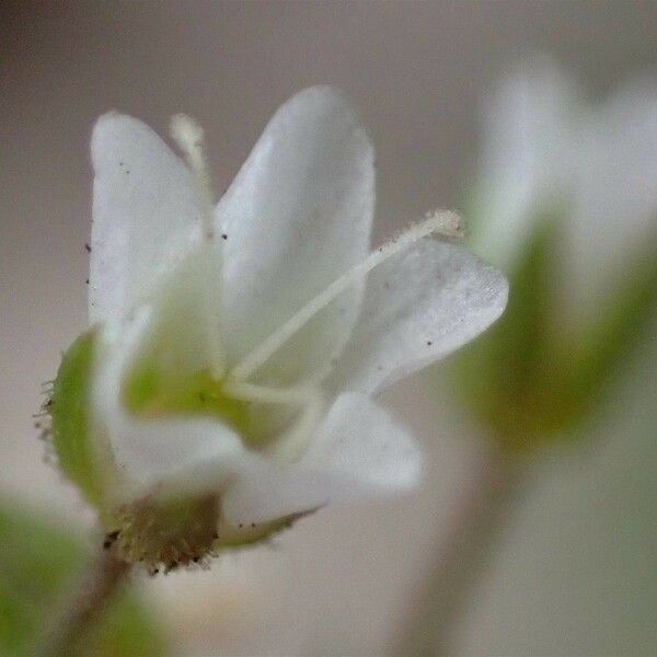 Sabulina verna Flower