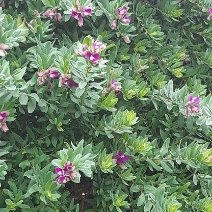 Polygala myrtifolia পাতা