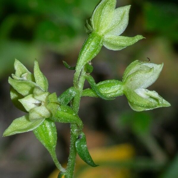 Epipactis albensis Blomma