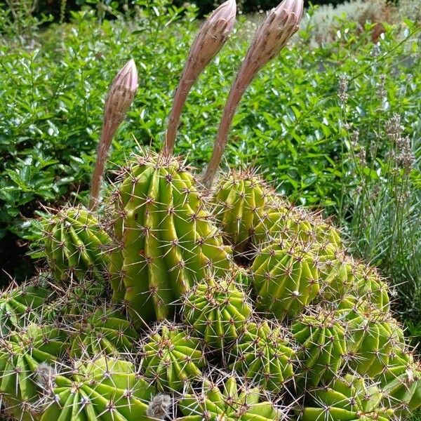 Echinopsis oxygona Celota