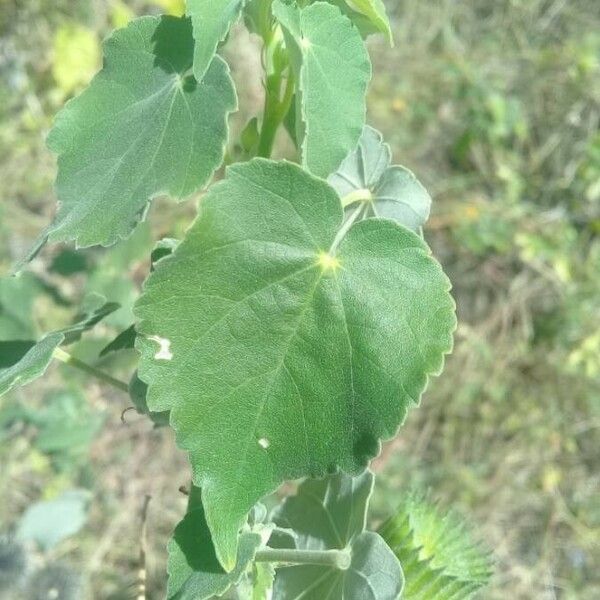 Abutilon indicum Folha