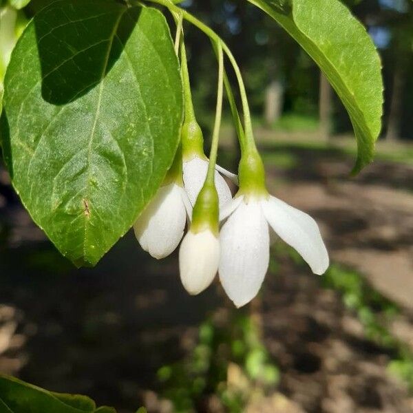 Styrax japonicus Blüte