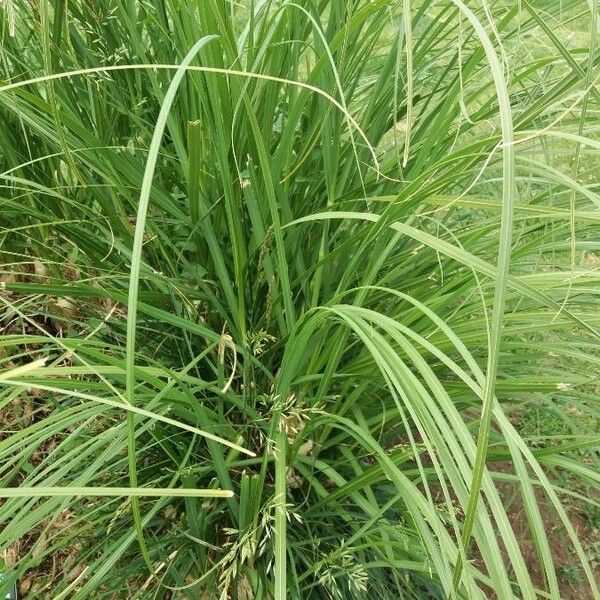 Carex elata Blatt