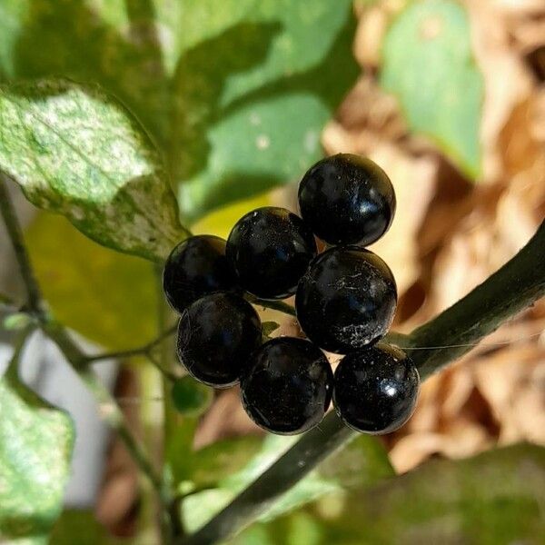 Solanum americanum Frucht