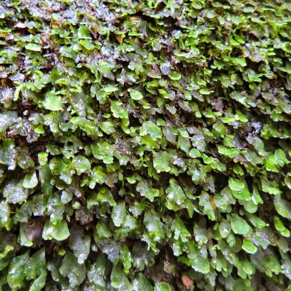 Trichomanes membranaceum Habit