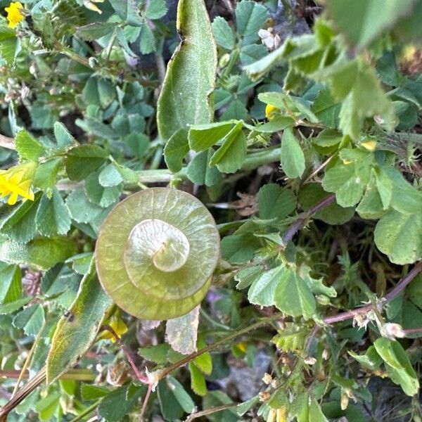 Medicago orbicularis Leaf