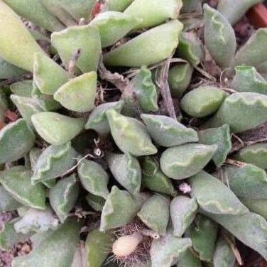 Adromischus cristatus Foglia