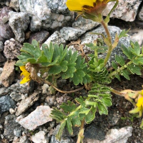 Geum reptans पत्ता