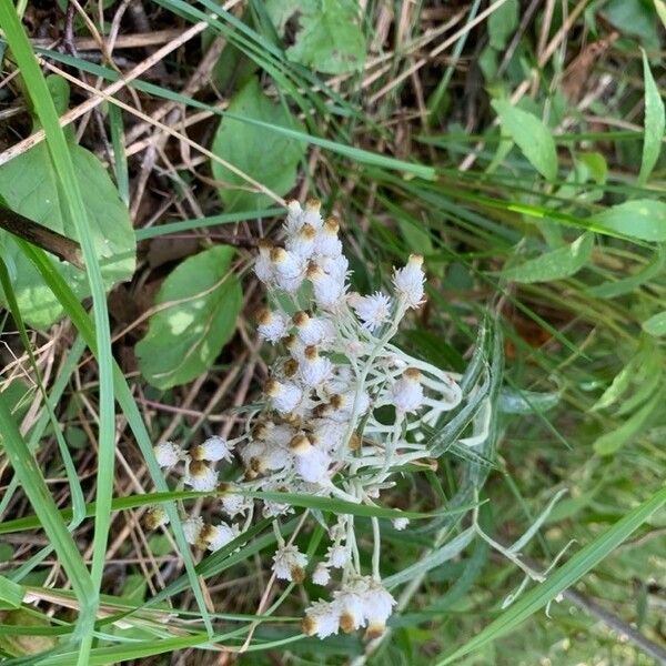 Anaphalis margaritacea Flower