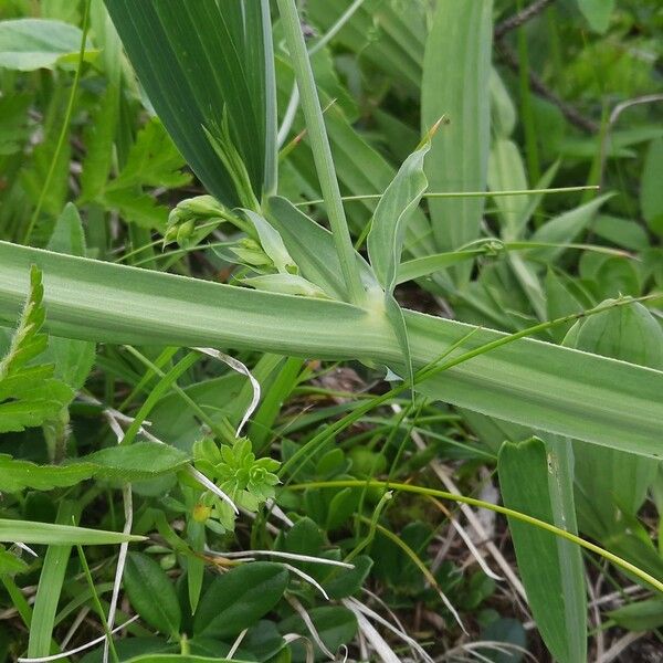 Lathyrus sylvestris Rhisgl