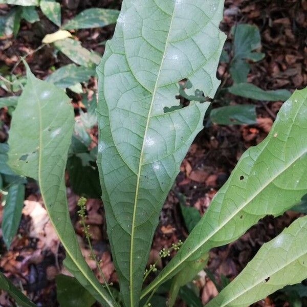 Mareya brevipes Liść