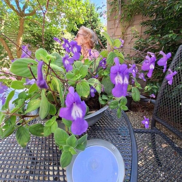 Streptocarpus saxorum Blomst