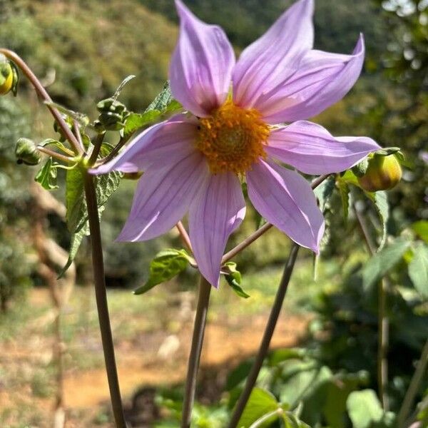 Dahlia imperialis Flower