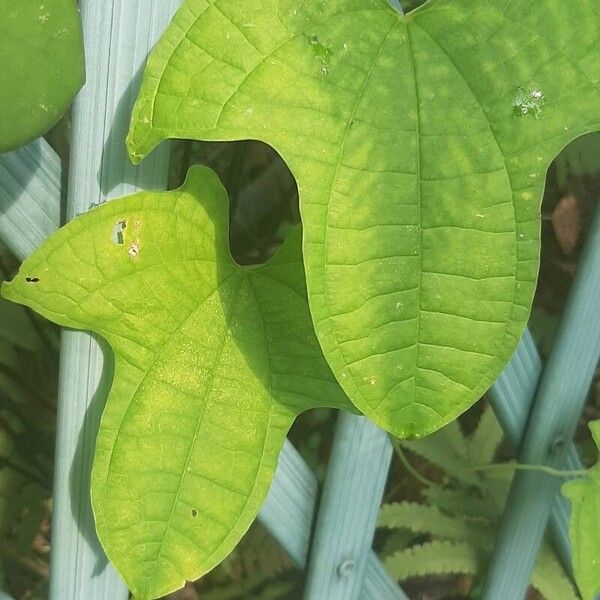 Dioscorea sansibarensis Leaf