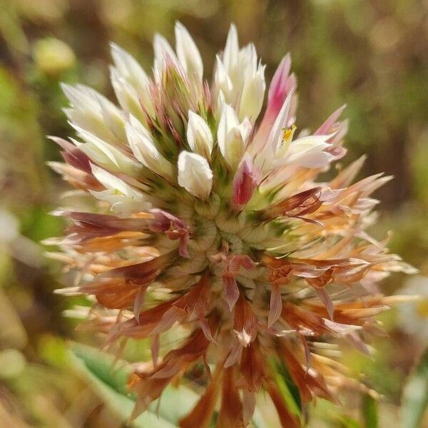 Trifolium vesiculosum 花