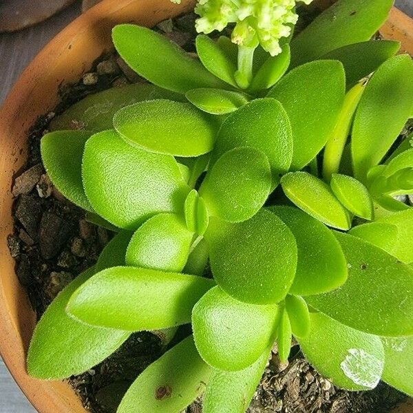 Crassula pubescens Blad