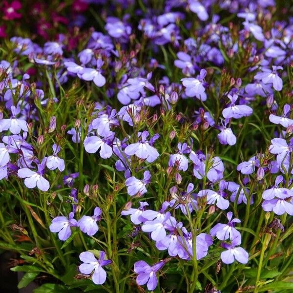 Lobelia urens आदत