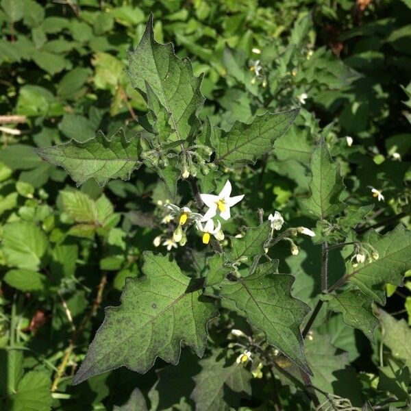 Solanum villosum Leaf