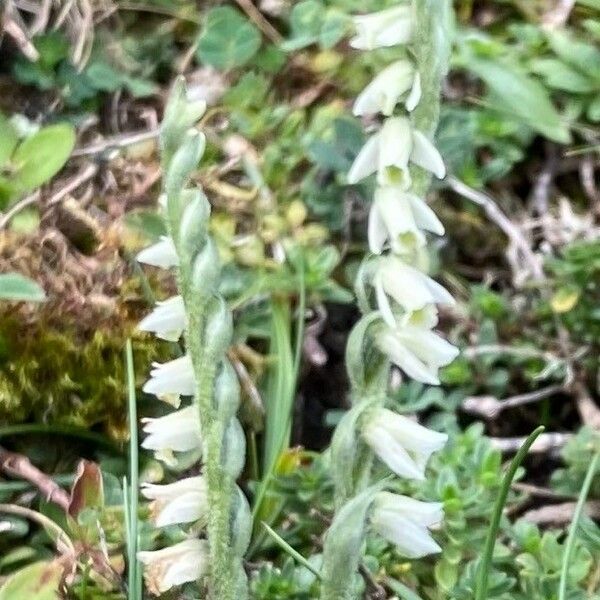 Spiranthes spiralis Flors