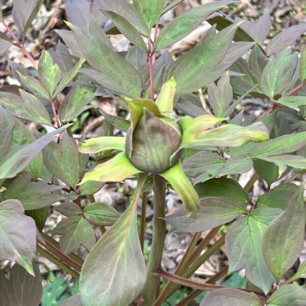 Paeonia × suffruticosa Leaf