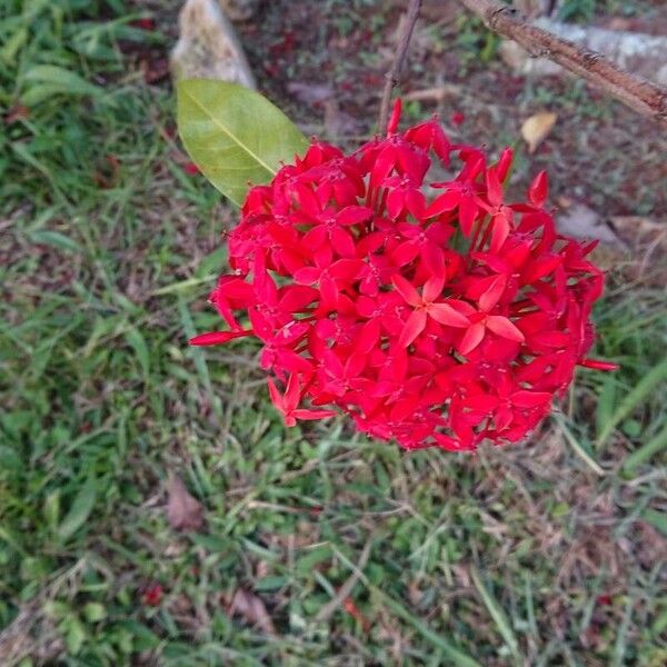 Ixora coccinea Blomma