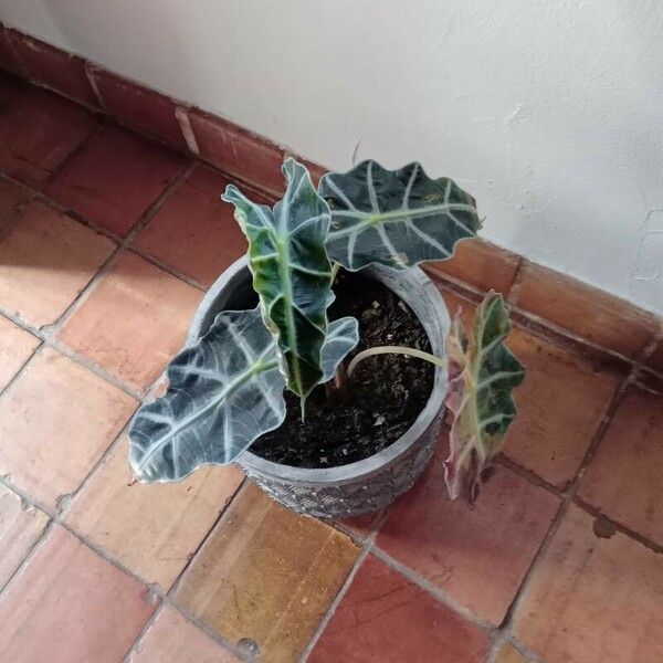 Alocasia sanderiana Leht