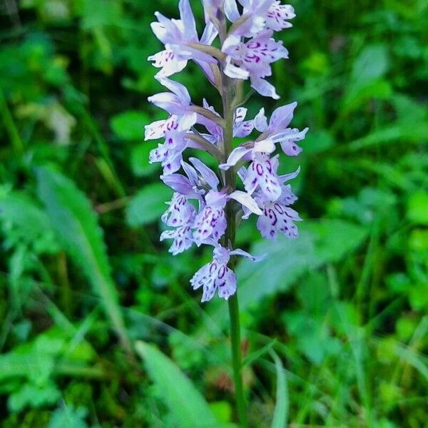 Dactylorhiza fuchsii Flower