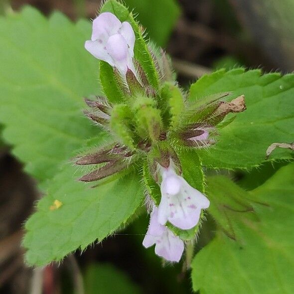 Stachys arvensis Virág